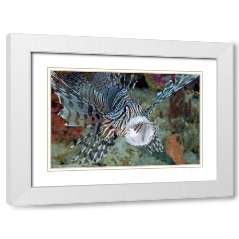 Poisonous scorpionfish yawning, Papua, Indonesia White Modern Wood Framed Art Print with Double Matting by Shimlock, Jones