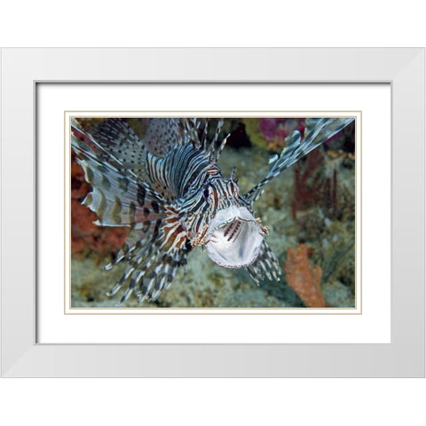 Poisonous scorpionfish yawning, Papua, Indonesia White Modern Wood Framed Art Print with Double Matting by Shimlock, Jones