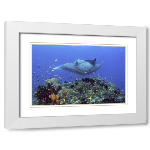 Manta ray glides over reef, Irian Jaya, Indonesia White Modern Wood Framed Art Print with Double Matting by Shimlock, Jones
