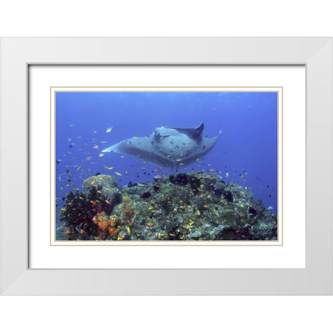 Manta ray glides over reef, Irian Jaya, Indonesia White Modern Wood Framed Art Print with Double Matting by Shimlock, Jones