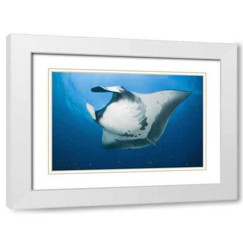 Manta rays underside, Irian Jaya, Indonesia White Modern Wood Framed Art Print with Double Matting by Shimlock, Jones