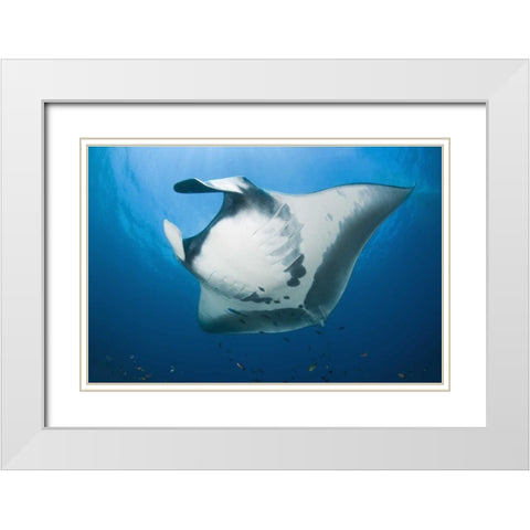Manta rays underside, Irian Jaya, Indonesia White Modern Wood Framed Art Print with Double Matting by Shimlock, Jones