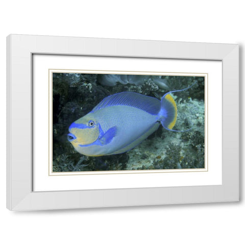 Surgeonfish, Irian Jaya, West Papua, Indonesia White Modern Wood Framed Art Print with Double Matting by Shimlock, Jones
