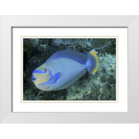 Surgeonfish, Irian Jaya, West Papua, Indonesia White Modern Wood Framed Art Print with Double Matting by Shimlock, Jones