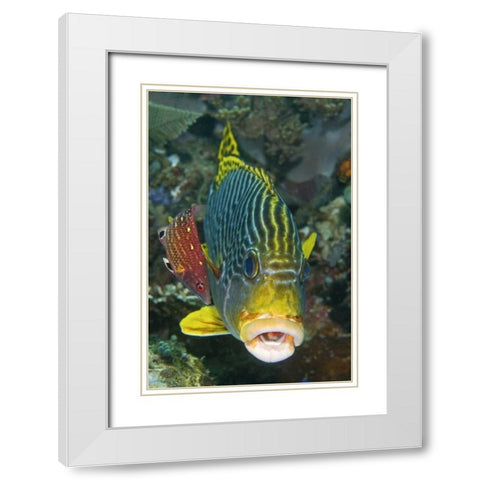 Lined sweetlip fish is being cleaned, Indonesia White Modern Wood Framed Art Print with Double Matting by Shimlock, Jones