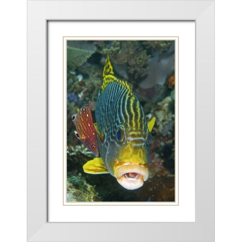 Lined sweetlip fish is being cleaned, Indonesia White Modern Wood Framed Art Print with Double Matting by Shimlock, Jones