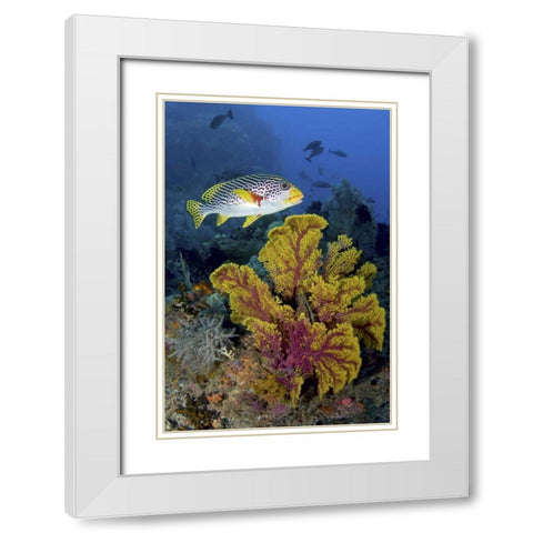 Sweetlip fish over coral, Irian Jaya, Indonesia White Modern Wood Framed Art Print with Double Matting by Shimlock, Jones