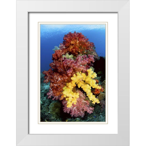 Corals on reef, Irian Jaya, West Papua, Indonesia White Modern Wood Framed Art Print with Double Matting by Shimlock, Jones