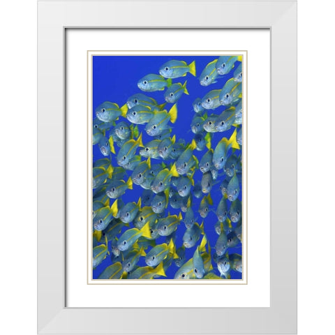 Yellowtail snapper fish, Irian Jaya, Indonesia White Modern Wood Framed Art Print with Double Matting by Shimlock, Jones
