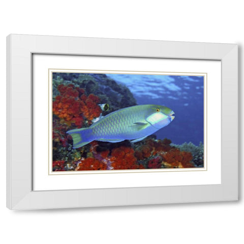 Parrotfish, Irian Jaya, West Papua, Indonesia White Modern Wood Framed Art Print with Double Matting by Shimlock, Jones