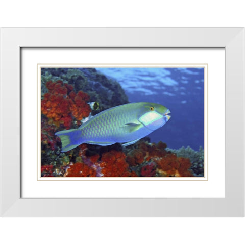 Parrotfish, Irian Jaya, West Papua, Indonesia White Modern Wood Framed Art Print with Double Matting by Shimlock, Jones