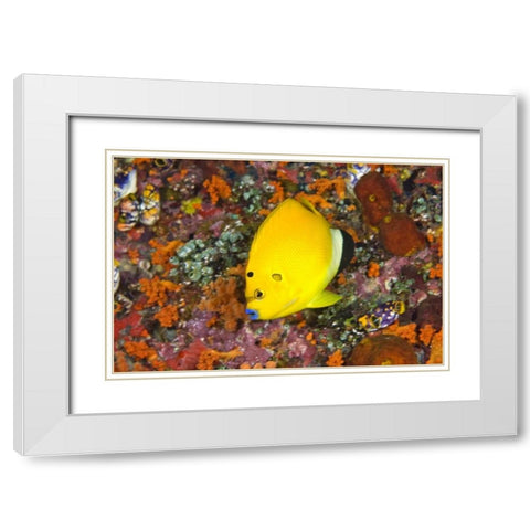 Angelfish, Irian Jaya, West Papua, Indonesia White Modern Wood Framed Art Print with Double Matting by Shimlock, Jones