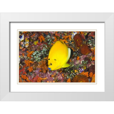 Angelfish, Irian Jaya, West Papua, Indonesia White Modern Wood Framed Art Print with Double Matting by Shimlock, Jones
