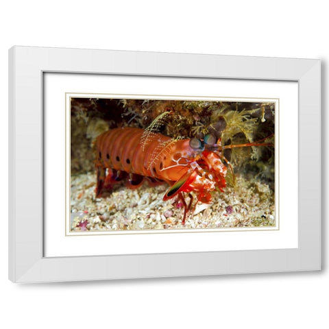 Shrimp on ocean floor, Irian Jaya, Indonesia White Modern Wood Framed Art Print with Double Matting by Shimlock, Jones
