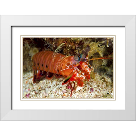 Shrimp on ocean floor, Irian Jaya, Indonesia White Modern Wood Framed Art Print with Double Matting by Shimlock, Jones