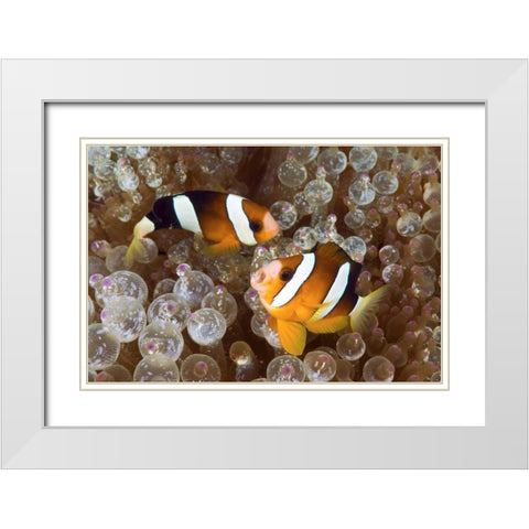 Anemonefish in an anemone, Raja Ampat, Indonesia White Modern Wood Framed Art Print with Double Matting by Shimlock, Jones