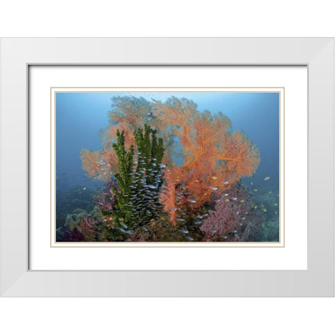 Reef scenics, Irian Jaya, West Papua, Indonesia White Modern Wood Framed Art Print with Double Matting by Shimlock, Jones