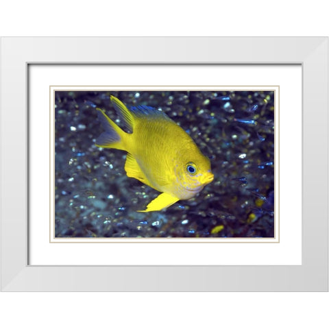 Yellow damselfish, West Papua, Indonesia White Modern Wood Framed Art Print with Double Matting by Shimlock, Jones