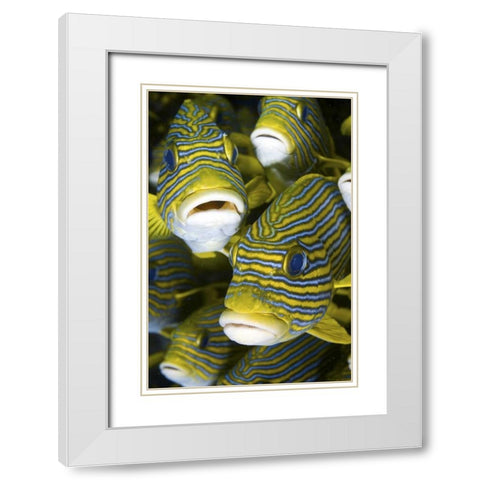 Sweetlip fish, Irian Jaya, West Papua, Indonesia White Modern Wood Framed Art Print with Double Matting by Shimlock, Jones