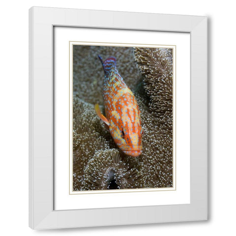 Coral trout, Irian Jaya, West Papua, Indonesia White Modern Wood Framed Art Print with Double Matting by Shimlock, Jones