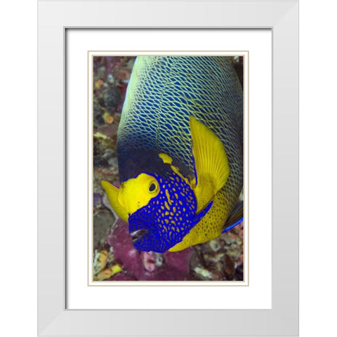 Detail of angelfish, Irian Jaya, Indonesia White Modern Wood Framed Art Print with Double Matting by Shimlock, Jones