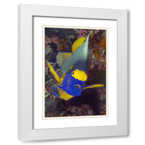 Angelfish, Irian Jaya, West Papua, Indonesia White Modern Wood Framed Art Print with Double Matting by Shimlock, Jones