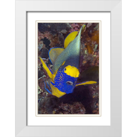 Angelfish, Irian Jaya, West Papua, Indonesia White Modern Wood Framed Art Print with Double Matting by Shimlock, Jones