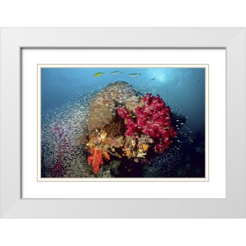 Reef scenics, Irian Jaya, West Papua, Indonesia White Modern Wood Framed Art Print with Double Matting by Shimlock, Jones