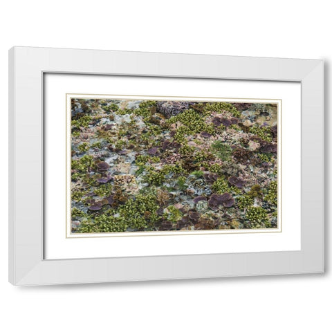 Low tide, Misool Island, Irian Jaya, Indonesia White Modern Wood Framed Art Print with Double Matting by Shimlock, Jones