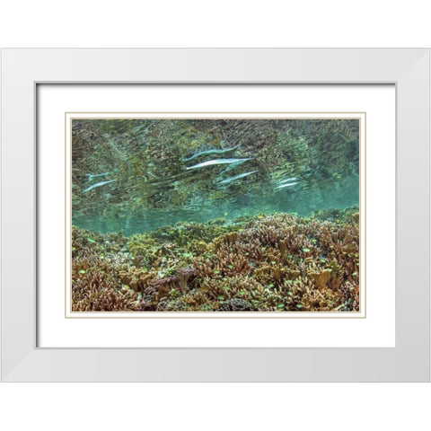 Indonesia, Papua Needlefish feeding by a reef White Modern Wood Framed Art Print with Double Matting by Shimlock, Jones