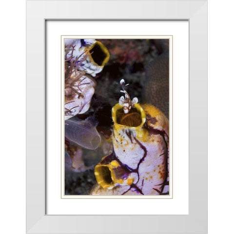 Indonesia, Sweetlip fish in a sea squirts siphon White Modern Wood Framed Art Print with Double Matting by Shimlock, Jones