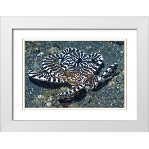 Indonesia A wonderpus long-armed octopus White Modern Wood Framed Art Print with Double Matting by Shimlock, Jones