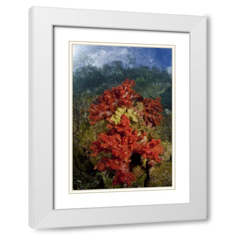 Indonesia, Papua, Fak Fak, Triton Bay Coral reef White Modern Wood Framed Art Print with Double Matting by Shimlock, Jones