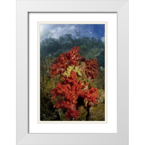 Indonesia, Papua, Fak Fak, Triton Bay Coral reef White Modern Wood Framed Art Print with Double Matting by Shimlock, Jones