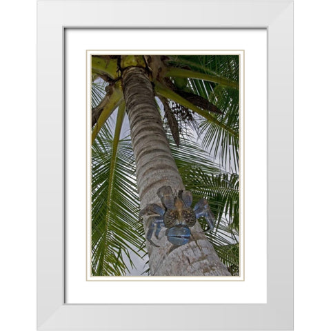 Indonesia, Papua Coconut crab climbs palm tree White Modern Wood Framed Art Print with Double Matting by Shimlock, Jones