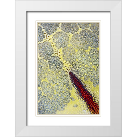 Indonesia, Papua, Raja Ampat Sea star White Modern Wood Framed Art Print with Double Matting by Shimlock, Jones