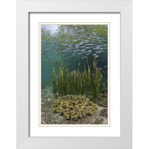 Indonesia, Papua Baitfish swims above coral White Modern Wood Framed Art Print with Double Matting by Shimlock, Jones