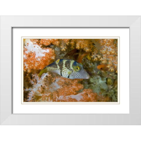 Indonesia, Papua, Raja Ampat Pufferfish White Modern Wood Framed Art Print with Double Matting by Shimlock, Jones