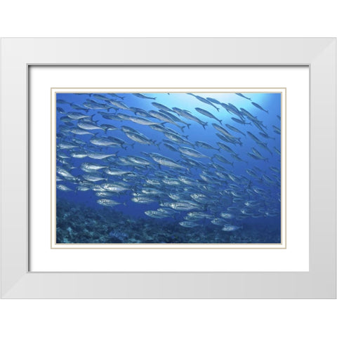 Indonesia, Papua Scad fish, tuna look-alikes White Modern Wood Framed Art Print with Double Matting by Shimlock, Jones