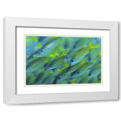 Indonesia, Papua, Raja Ampat Abstract Snapper White Modern Wood Framed Art Print with Double Matting by Shimlock, Jones