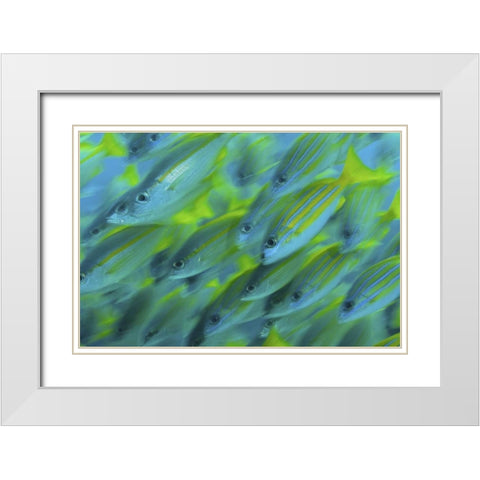Indonesia, Papua, Raja Ampat Abstract Snapper White Modern Wood Framed Art Print with Double Matting by Shimlock, Jones