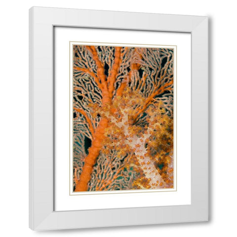 Indonesia, Papua Orange sea fan under tree coral White Modern Wood Framed Art Print with Double Matting by Shimlock, Jones