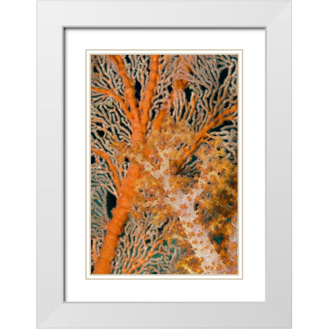 Indonesia, Papua Orange sea fan under tree coral White Modern Wood Framed Art Print with Double Matting by Shimlock, Jones