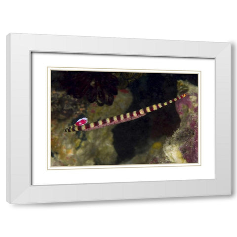 Indonesia, Papua Male pipefish with eggs White Modern Wood Framed Art Print with Double Matting by Shimlock, Jones