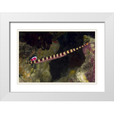 Indonesia, Papua Male pipefish with eggs White Modern Wood Framed Art Print with Double Matting by Shimlock, Jones
