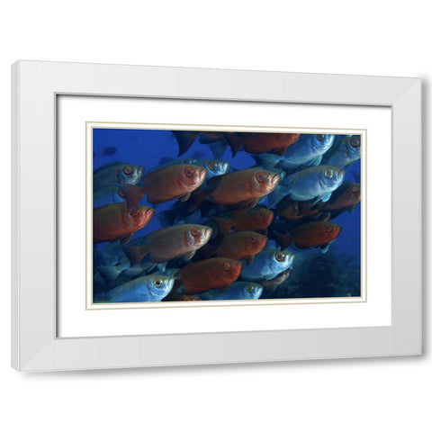 Indonesia, Papua Bigeye fish White Modern Wood Framed Art Print with Double Matting by Shimlock, Jones