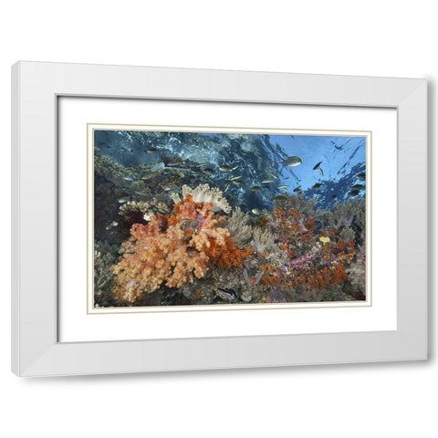 Indonesia, Raja Ampat Underwater fish and coral White Modern Wood Framed Art Print with Double Matting by Shimlock, Jones