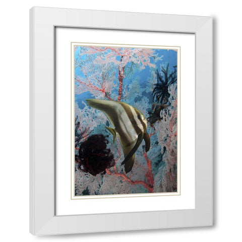 Indonesia, Papua, Raja Ampat Batfish and coral White Modern Wood Framed Art Print with Double Matting by Shimlock, Jones