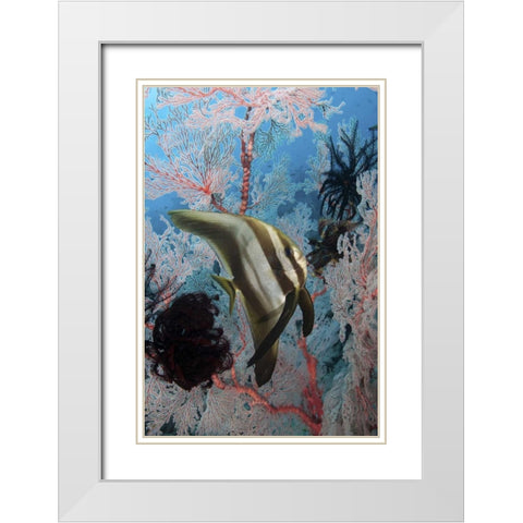 Indonesia, Papua, Raja Ampat Batfish and coral White Modern Wood Framed Art Print with Double Matting by Shimlock, Jones