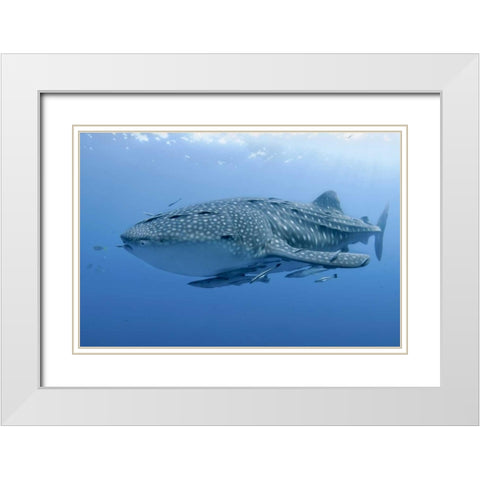 Indonesia, Papua Whale shark and remoras White Modern Wood Framed Art Print with Double Matting by Shimlock, Jones